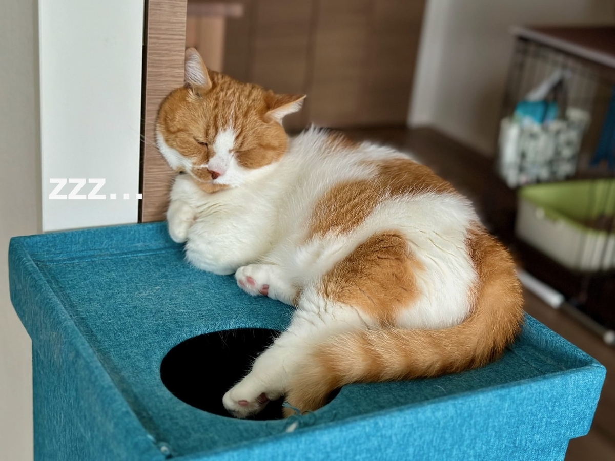 キャットハウスでお昼寝中のるるちゃん1