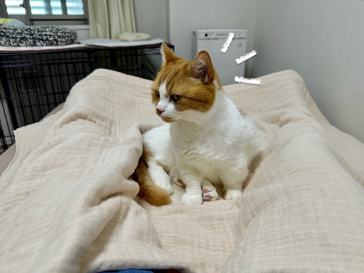 飼い主の足にくっつくるるちゃん1