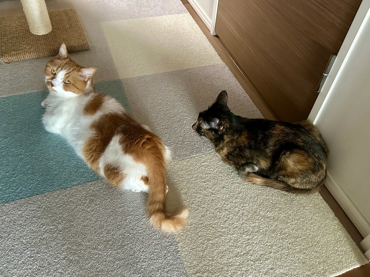 ねこねこ会議中のるるもな2