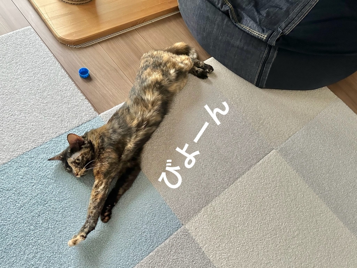 もなちゃんのお昼寝ポーズ2