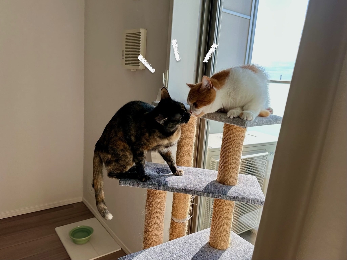 るるもなの鼻チュー1