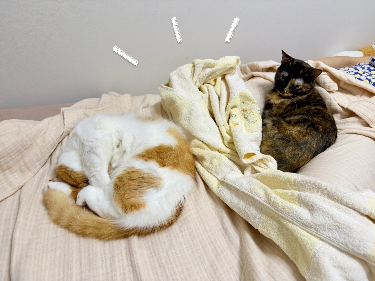 飼い主と添い寝するるるもな1