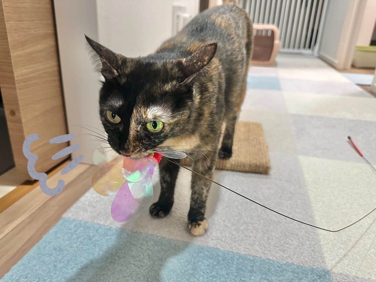 おもちゃで遊ぶもなちゃん