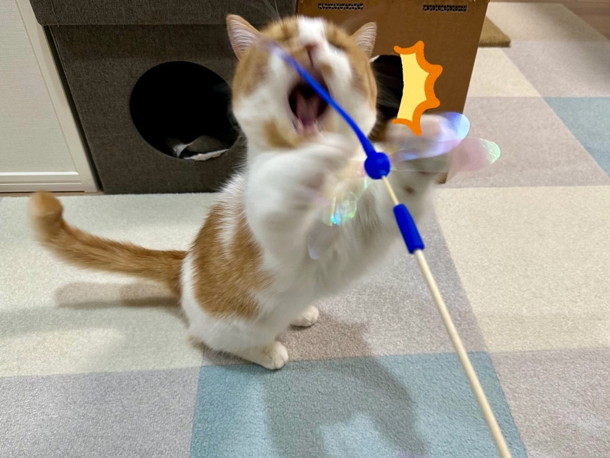 おもちゃで遊ぶるるちゃん