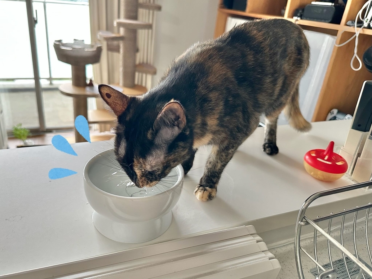 お水を飲むもなちゃん1