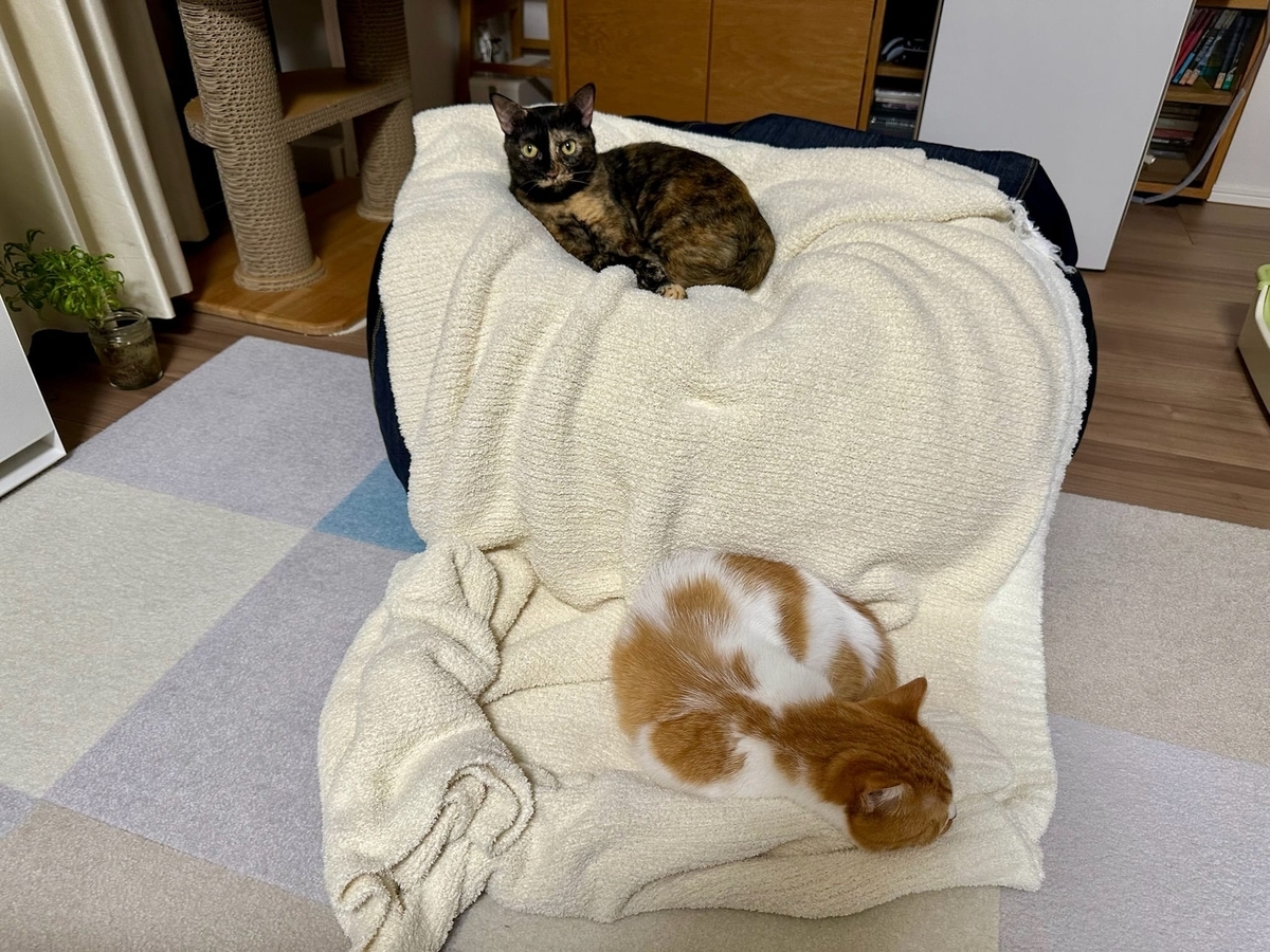 キャットタワーみたいなビーズクッション