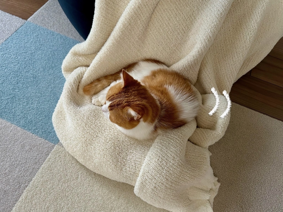 温かい寝床とるるちゃん