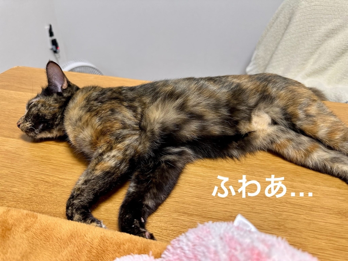 もなちゃんのお腹