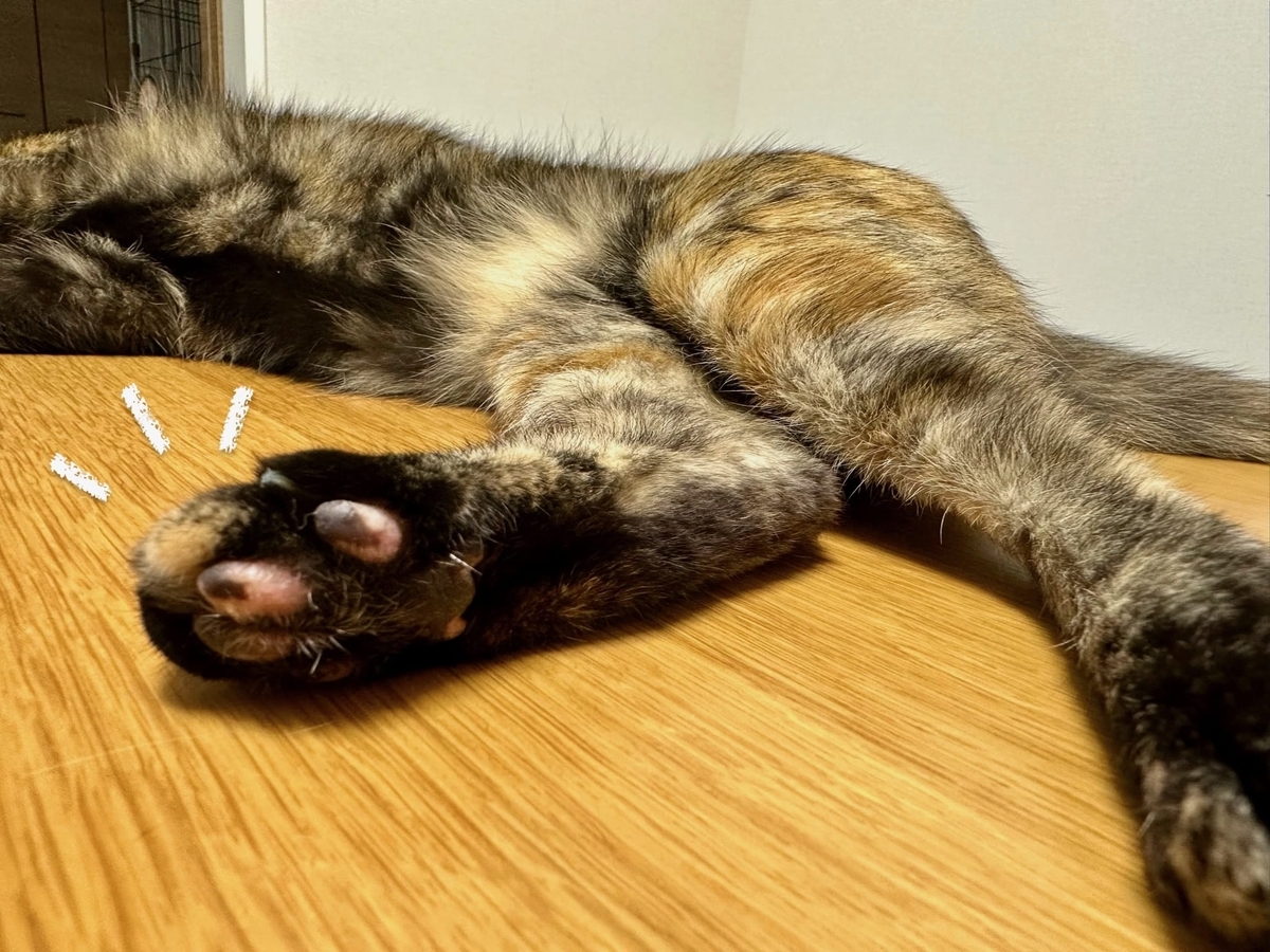 もなちゃんの肉球