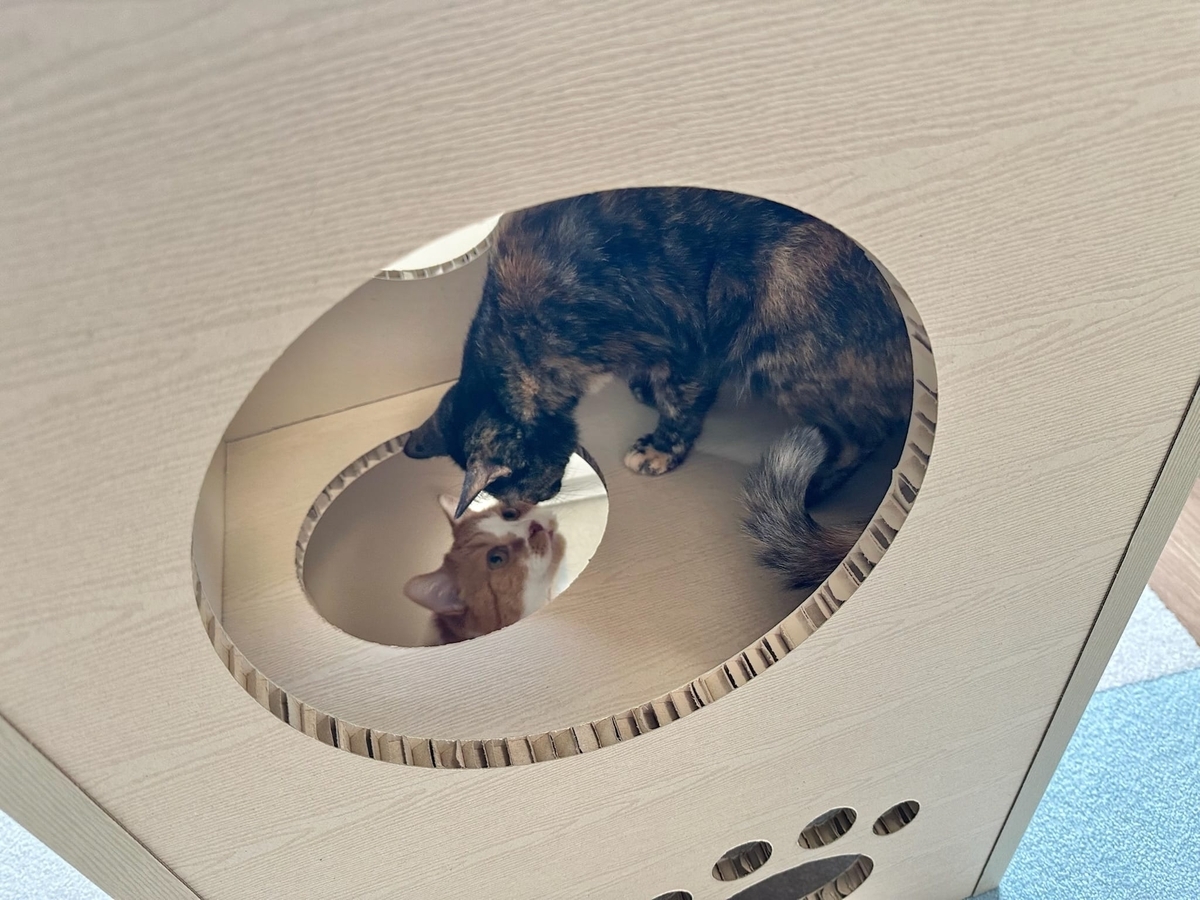 さっそくねこねこタワーにIN1