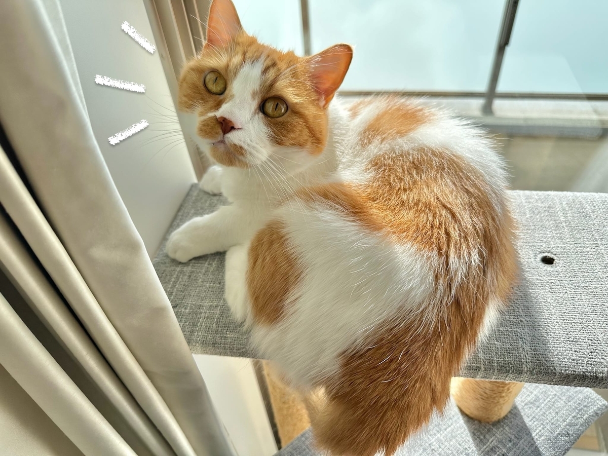 日向ぼっこ中のるるちゃん2