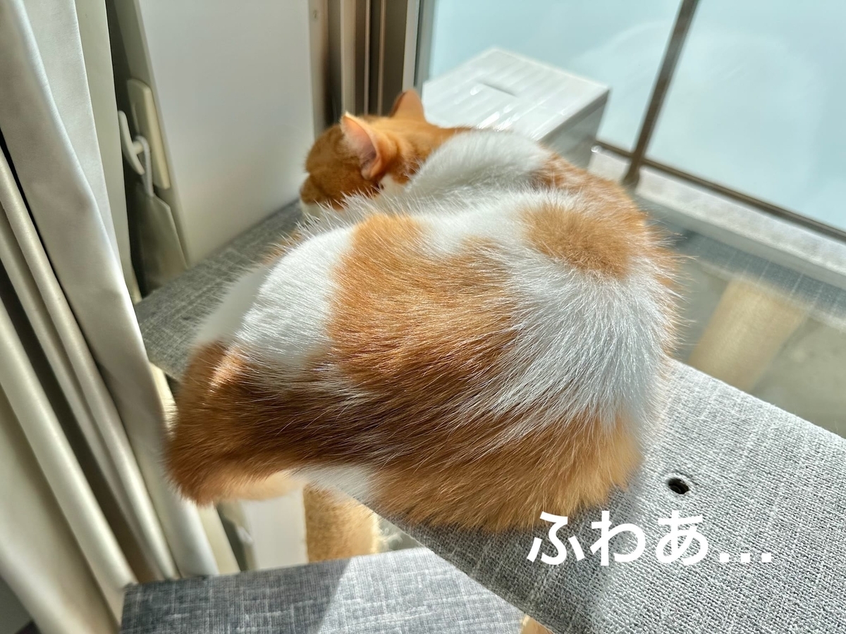 日向ぼっこ中のるるちゃん1