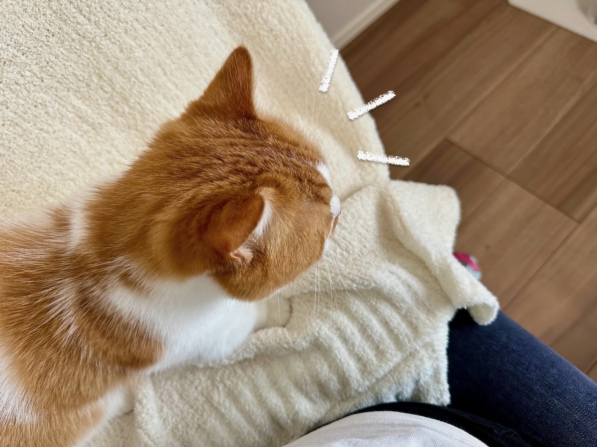 飼い主と相席するるるちゃん