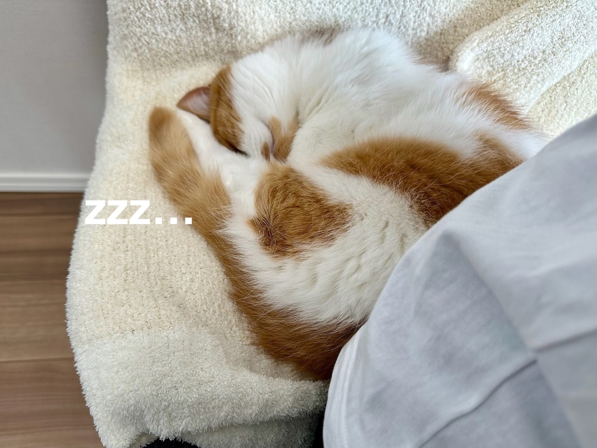 飼い主にくっつくるるちゃん