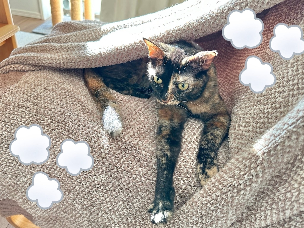 毛布にもぐりこむもなちゃん2