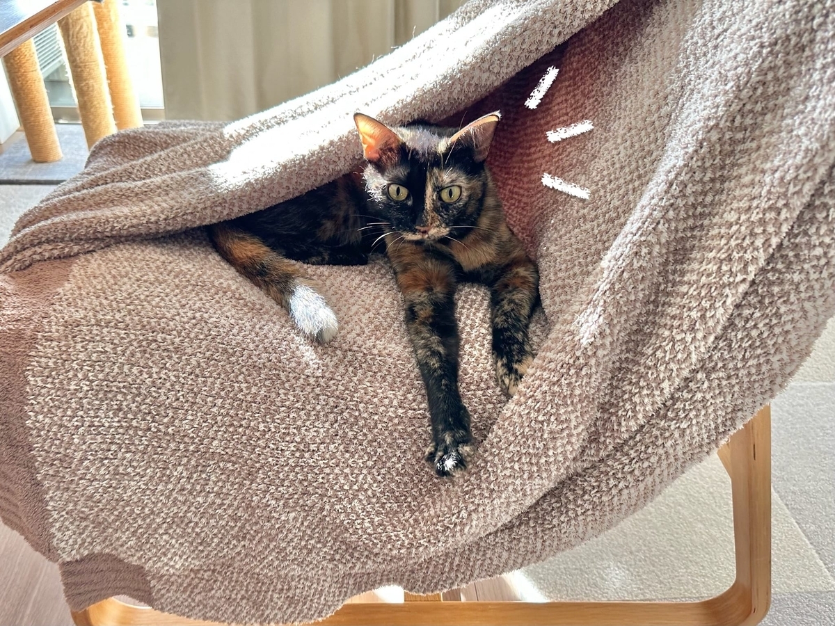 毛布にもぐりこむもなちゃん1