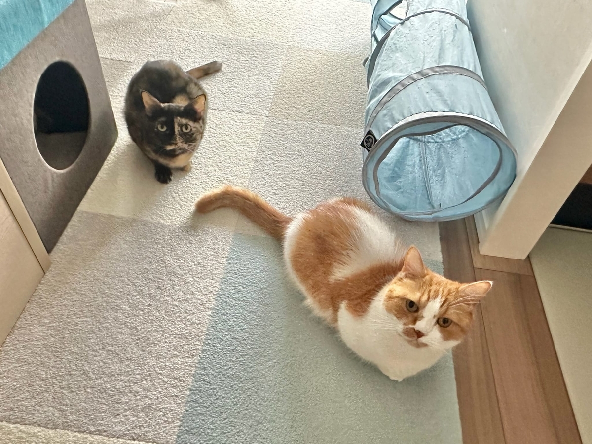 るるもなの縦列駐車2