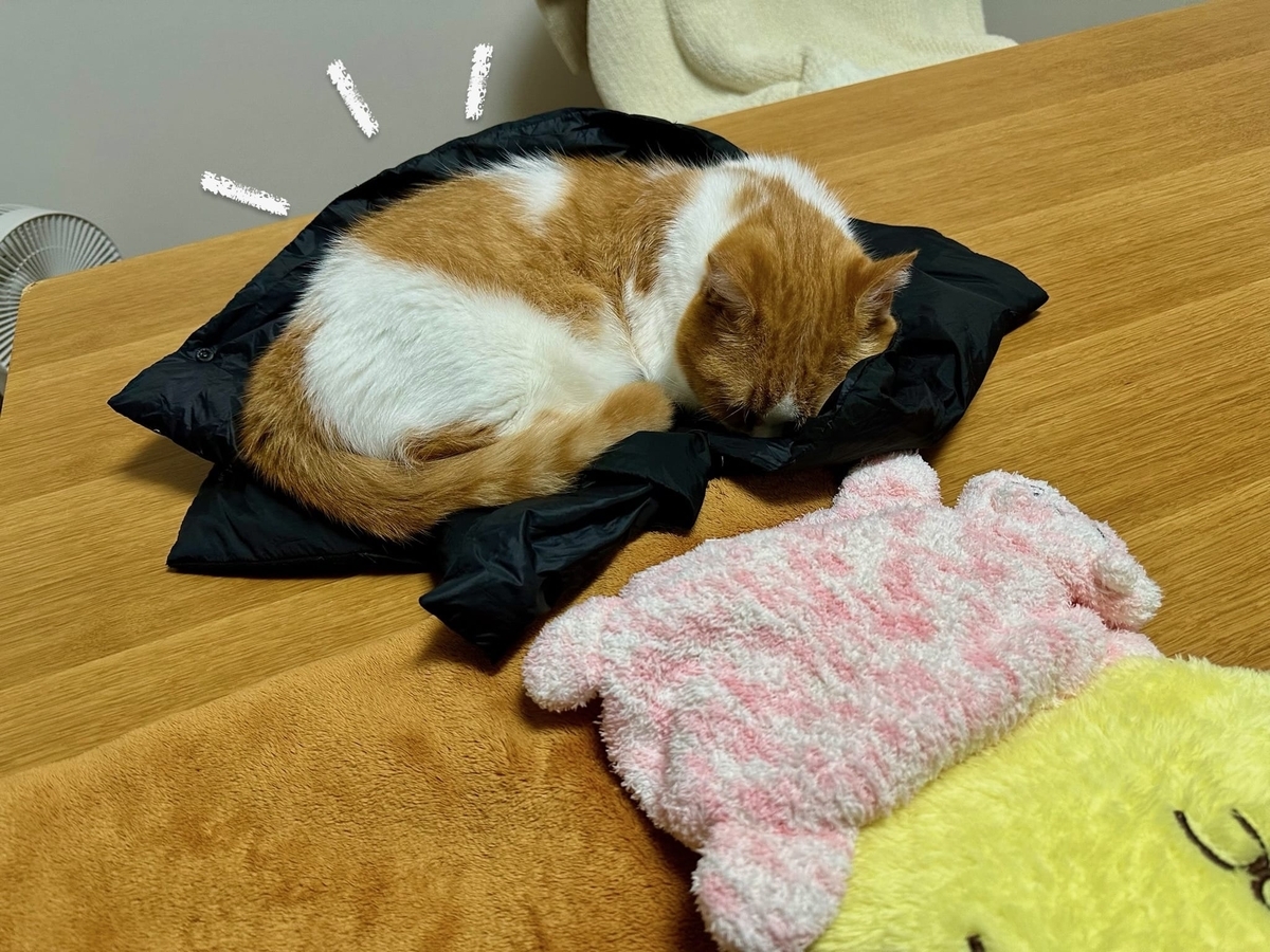 ダウンの上でお昼寝中のるるちゃん1