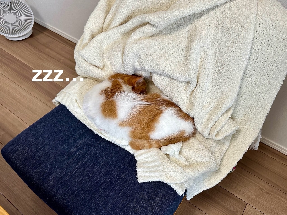 椅子を占拠するるるもな1