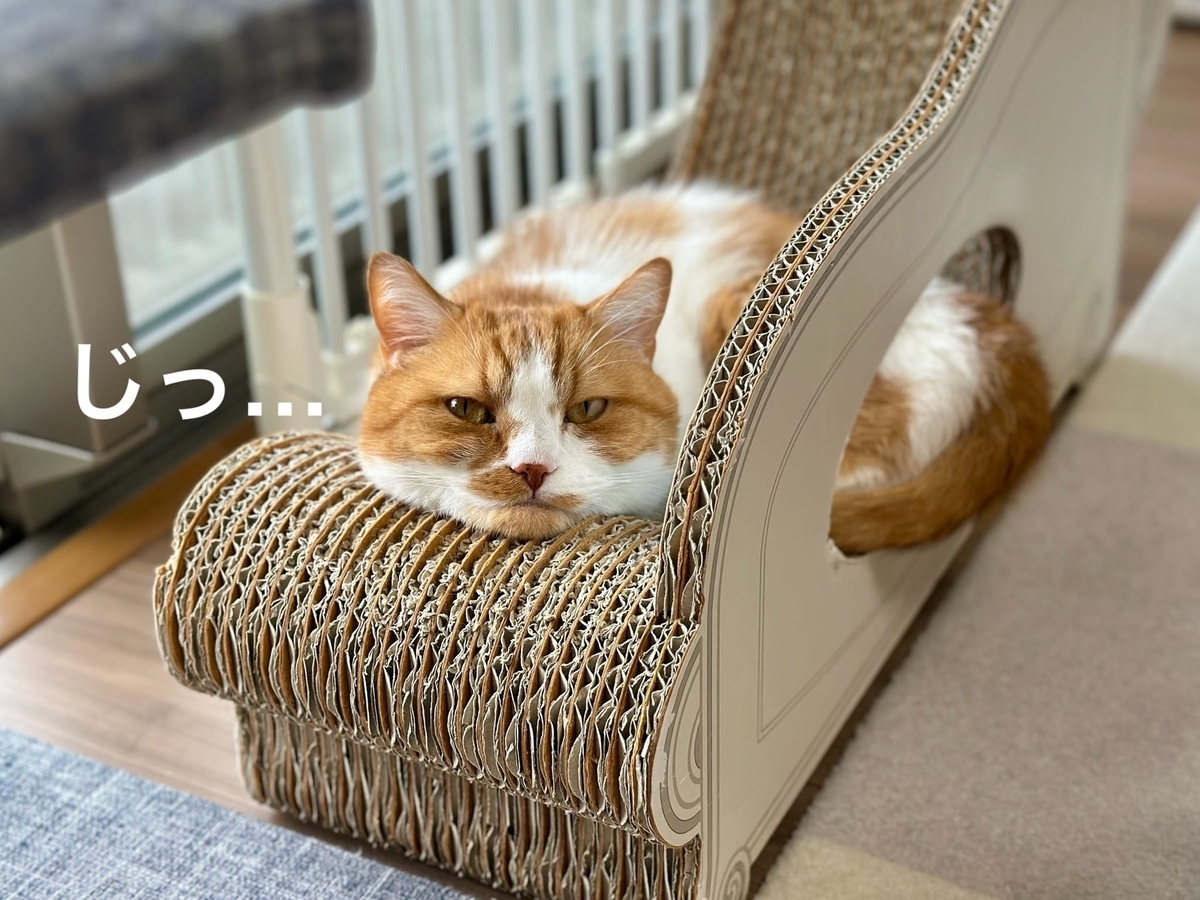 見つめるるるちゃん