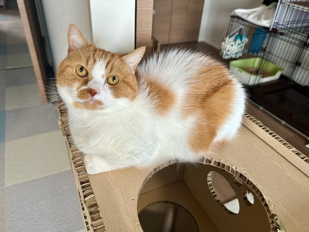 ねこねこタワーのるるちゃん