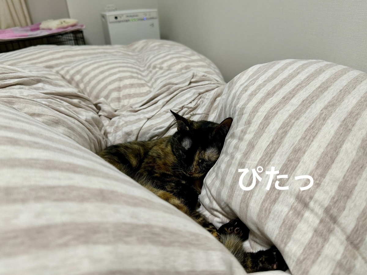 羽毛布団に埋もれるもなちゃん1