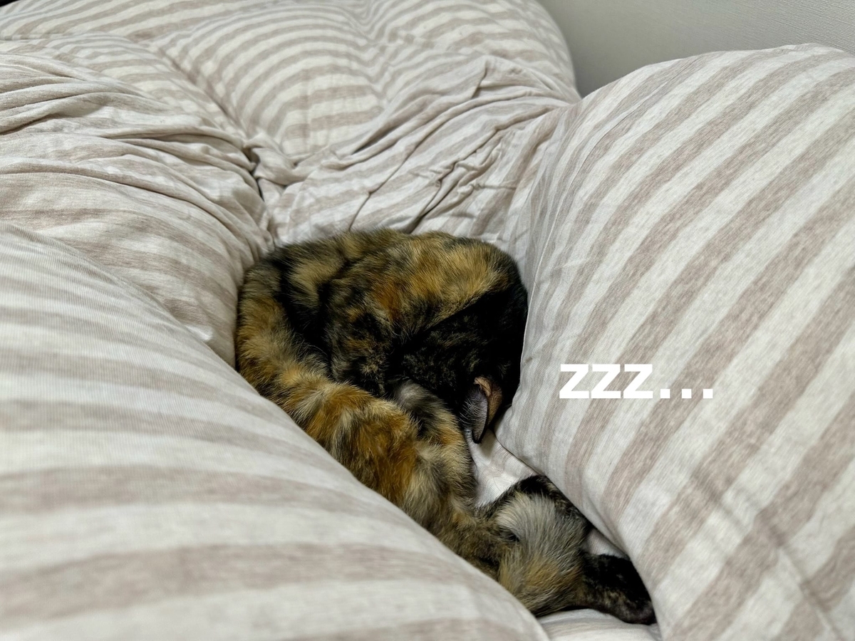 羽毛布団に埋もれるもなちゃん2