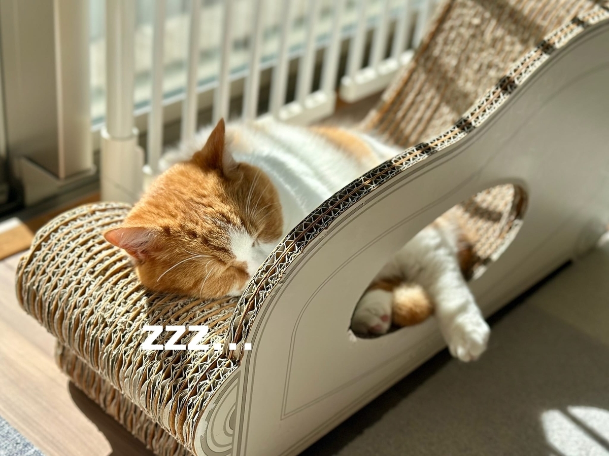 日向ぼっこ中のるるもな2