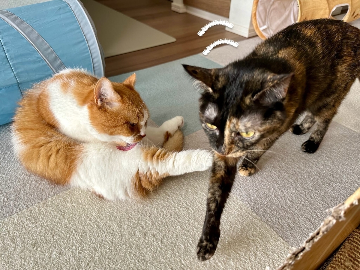 至近距離のるるもな4