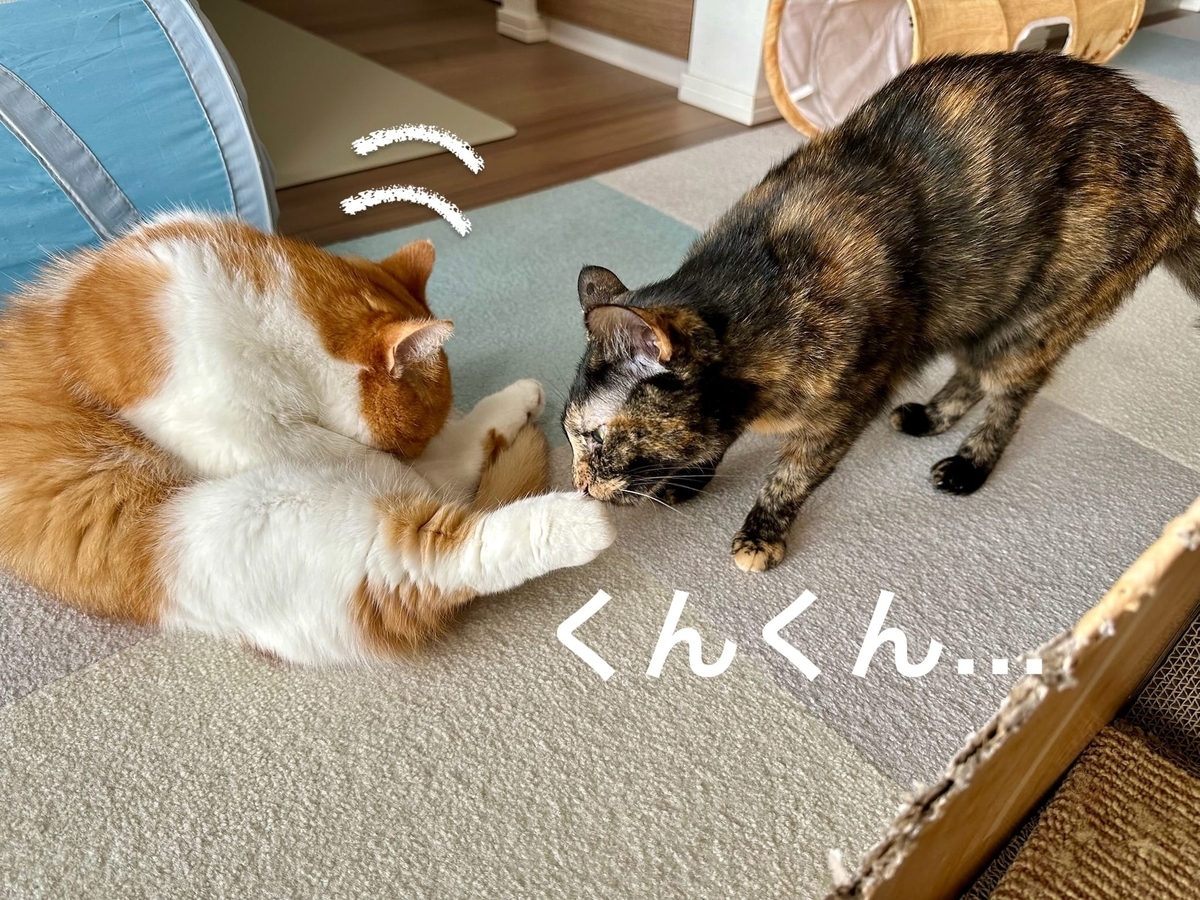 至近距離のるるもな2