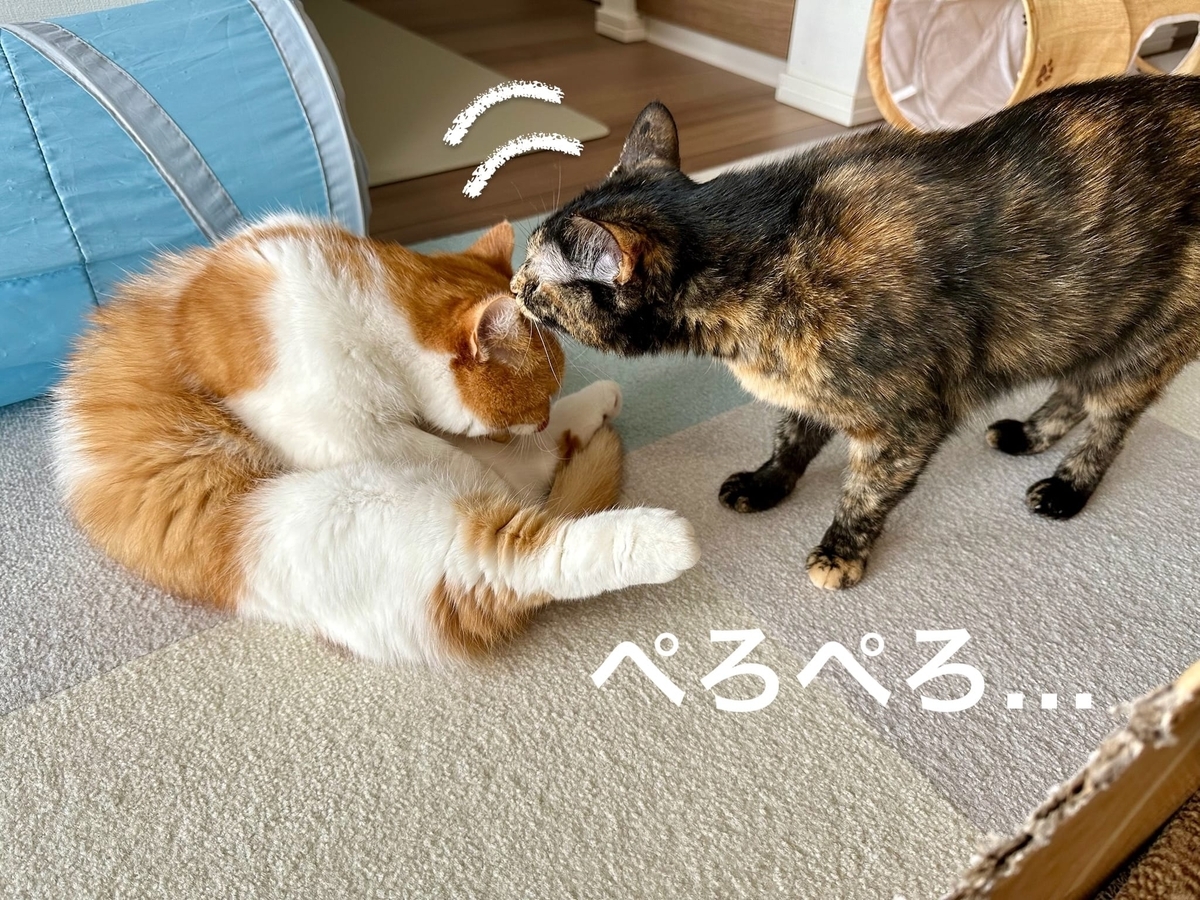 至近距離のるるもな3