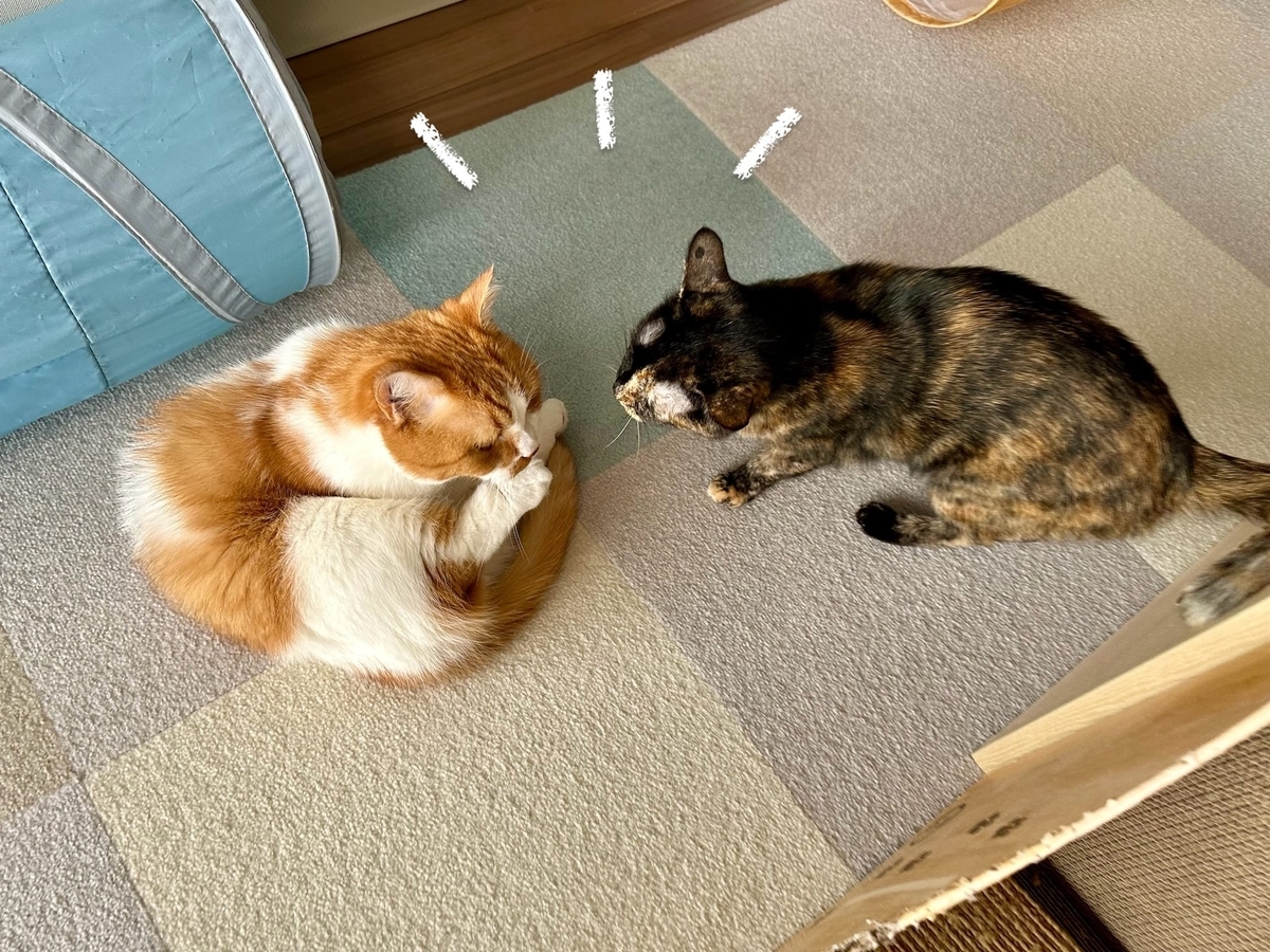 至近距離のるるもな1