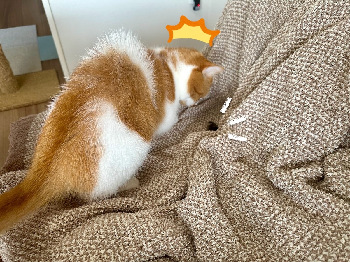 もなちゃんを発見