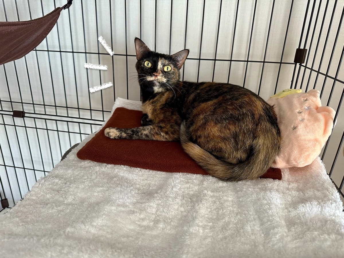 ホカぺの上のもなちゃん