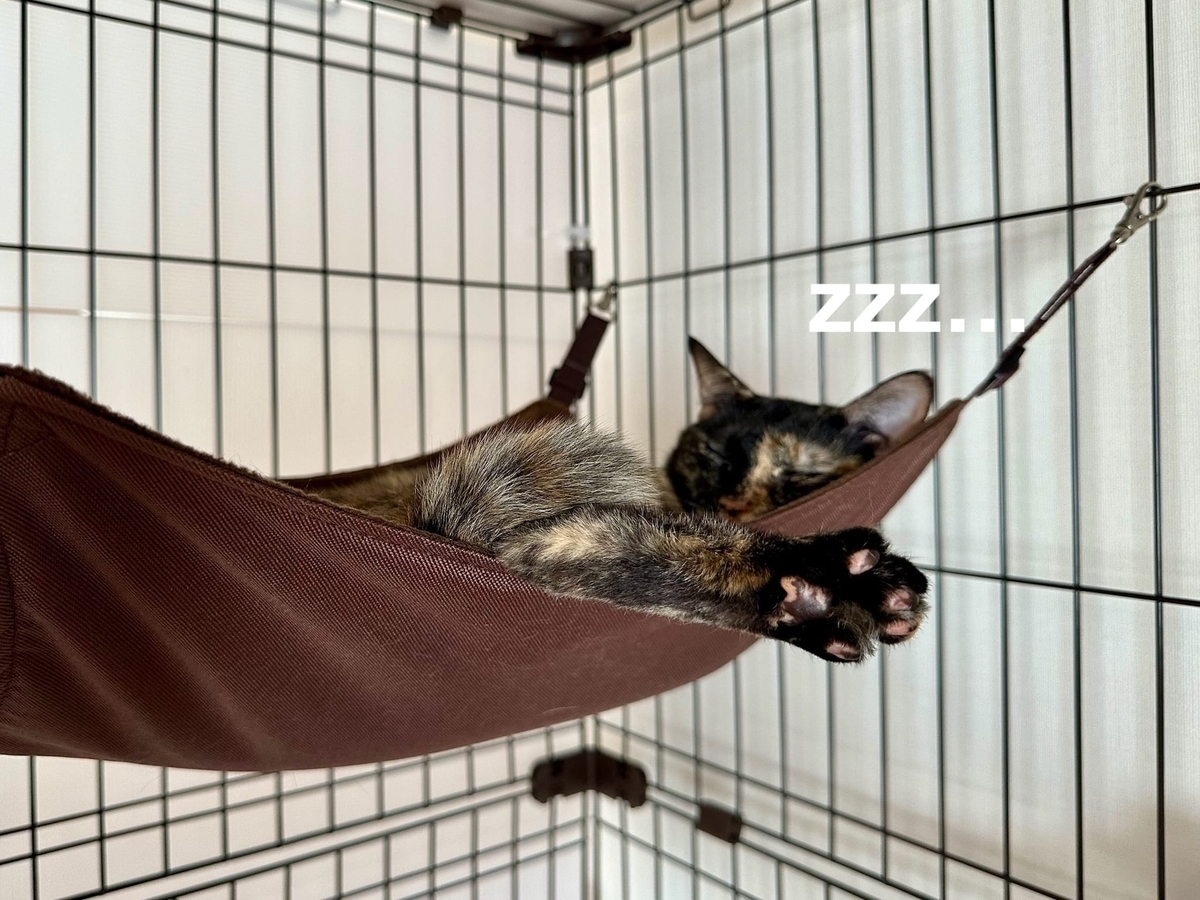 ハンモックに揺られるもなちゃん2