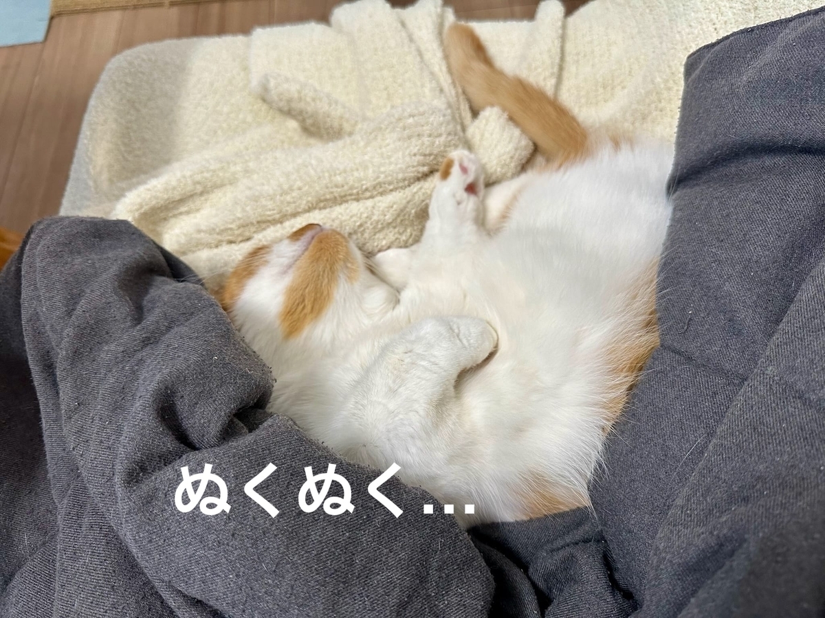 お昼寝タイムのるるちゃん2