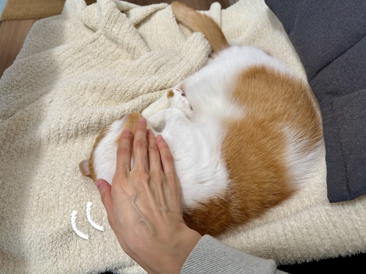 お昼寝タイムのるるちゃん1