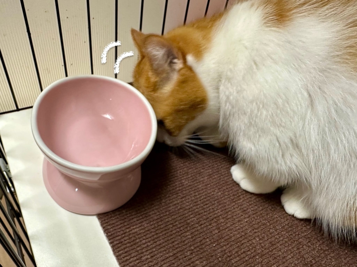 キレイにご飯を食べ終わるるるちゃん