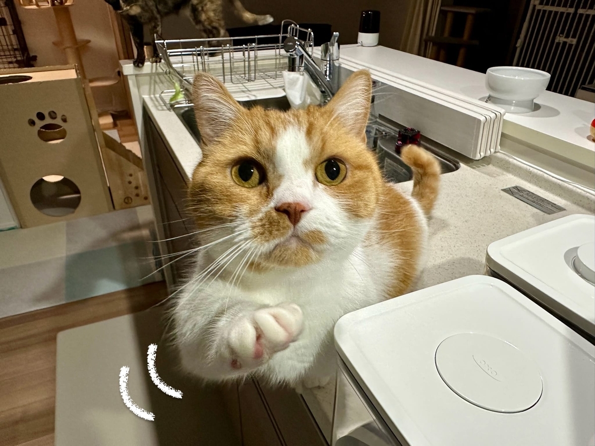 ご飯をおねだりするるるちゃん