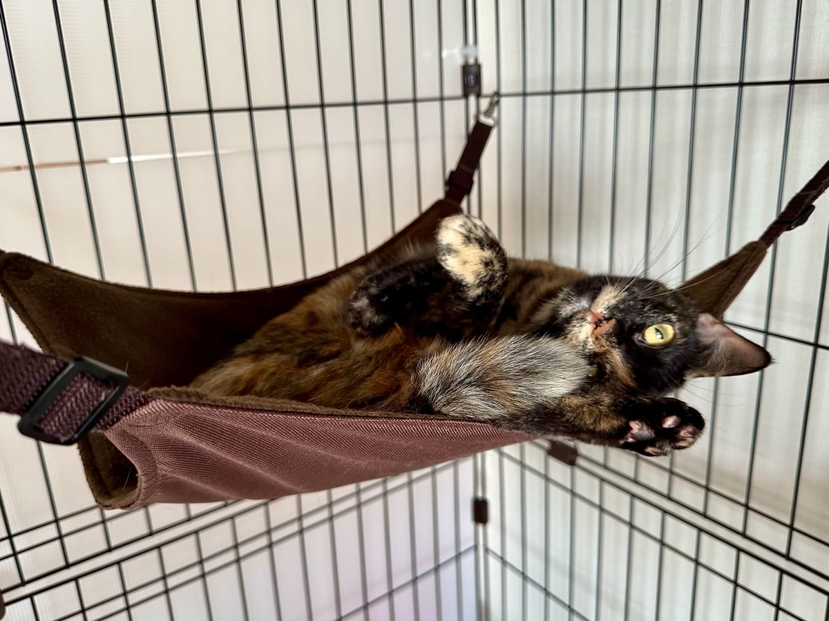 ハンモックに包まれるもなちゃん