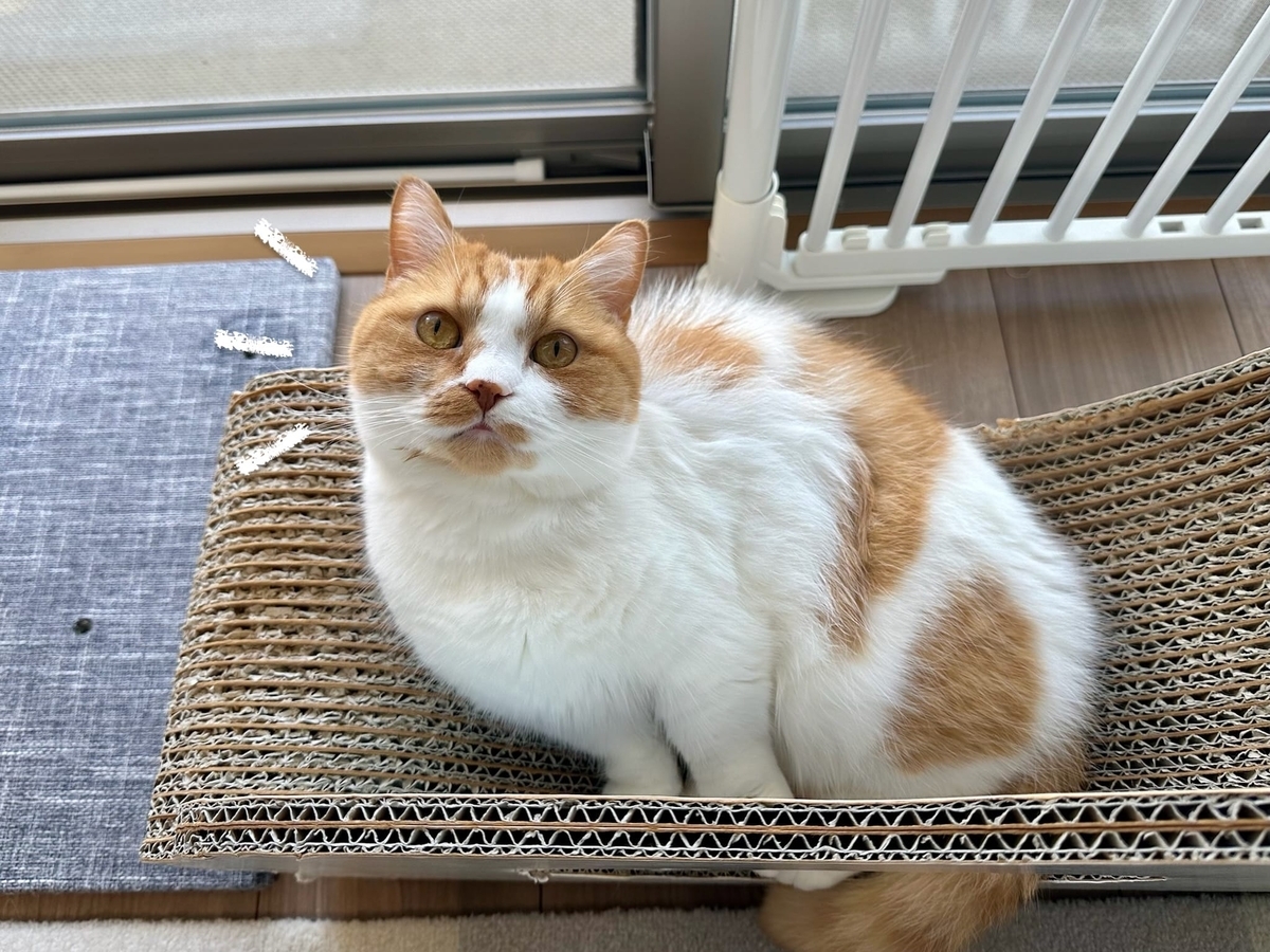 カメラ目線るるちゃん