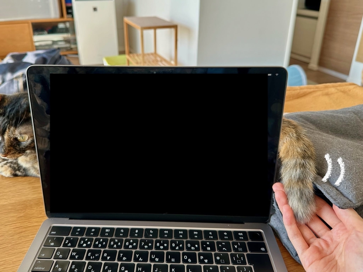 パソコンからのぞくもなしっぽ