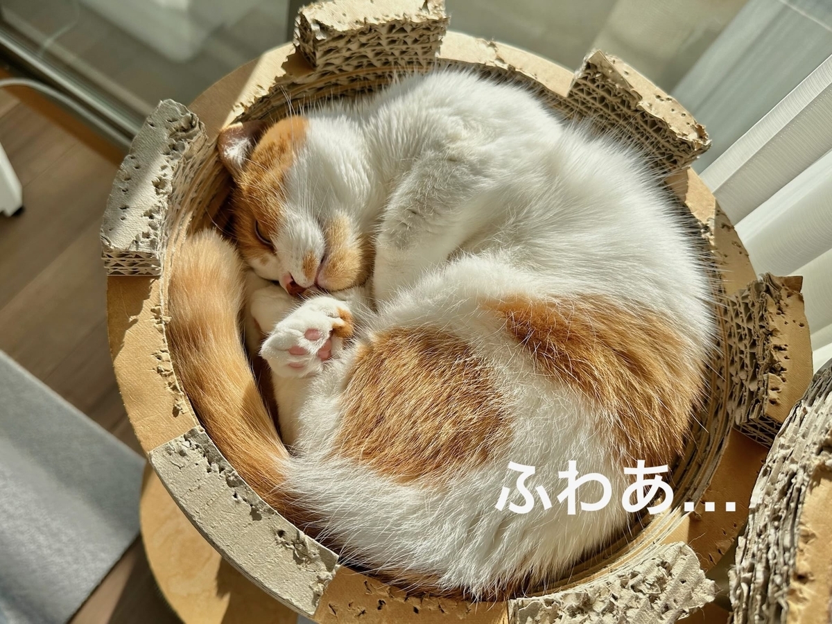 ねこ鍋るるちゃん1