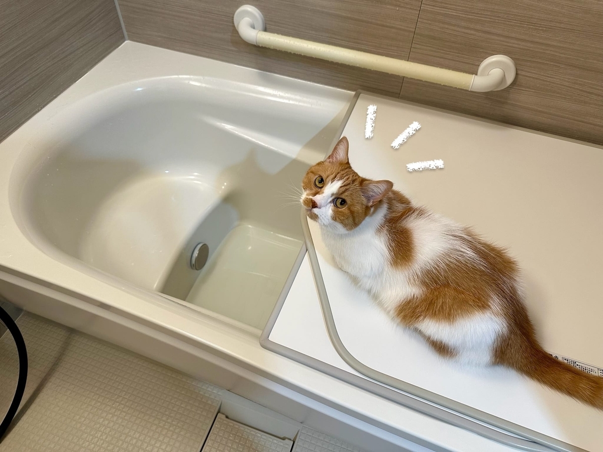 お風呂観察るるちゃん1
