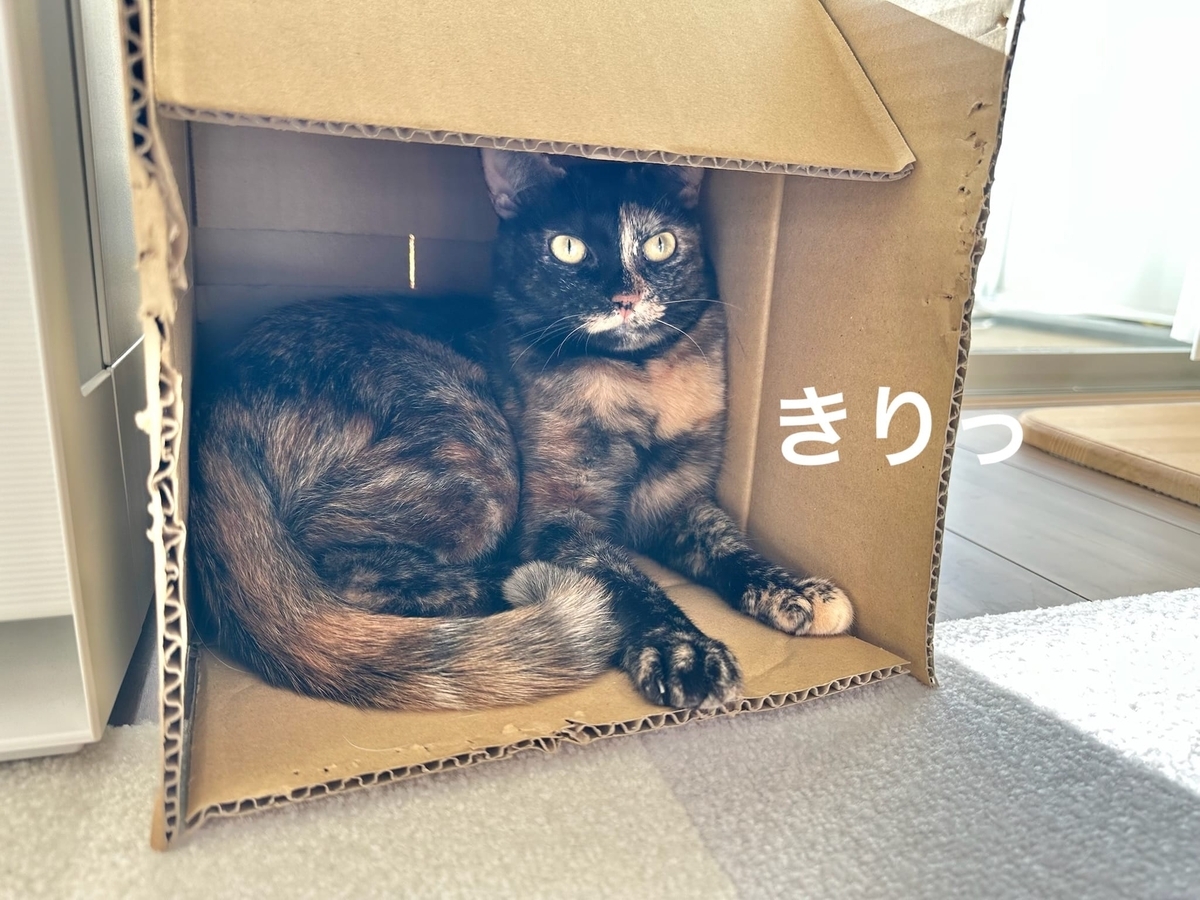 箱の中のもなちゃん2
