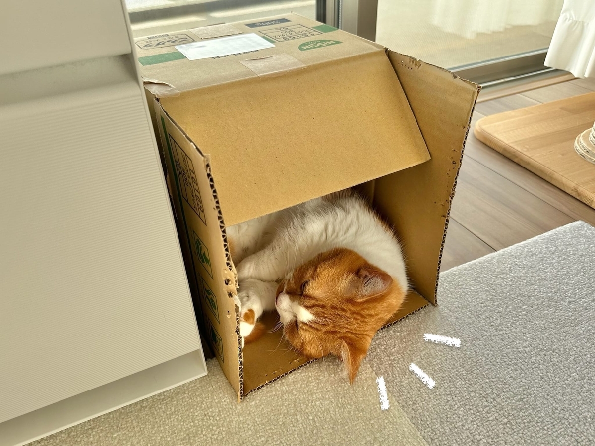 箱の中のるるちゃん1