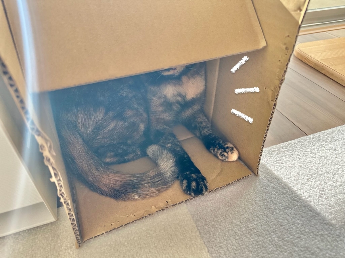 箱の中のもなちゃん1