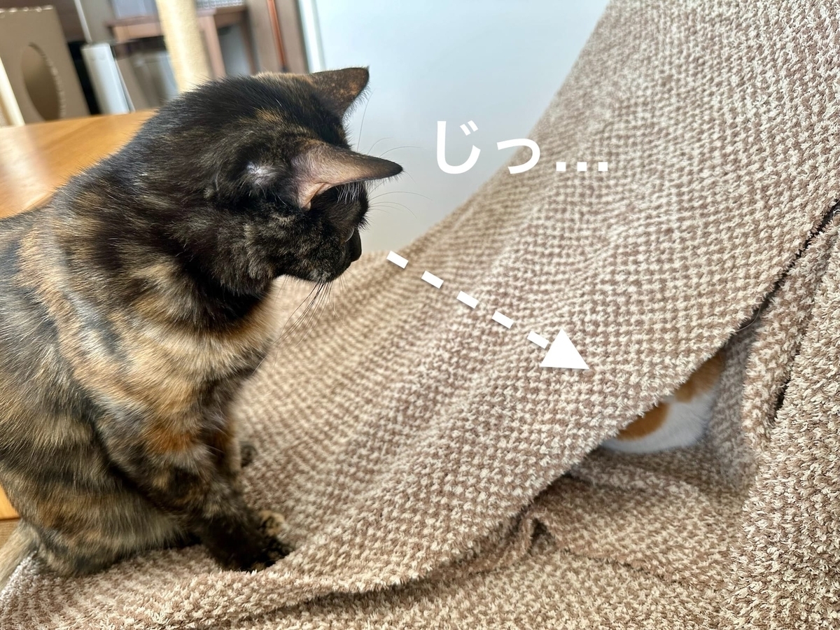 見つめるもなちゃん