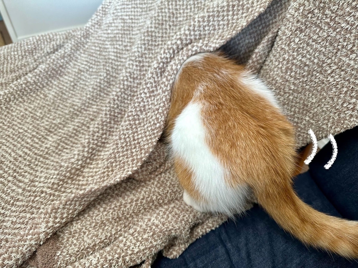 毛布に吸い込まれるるるちゃん