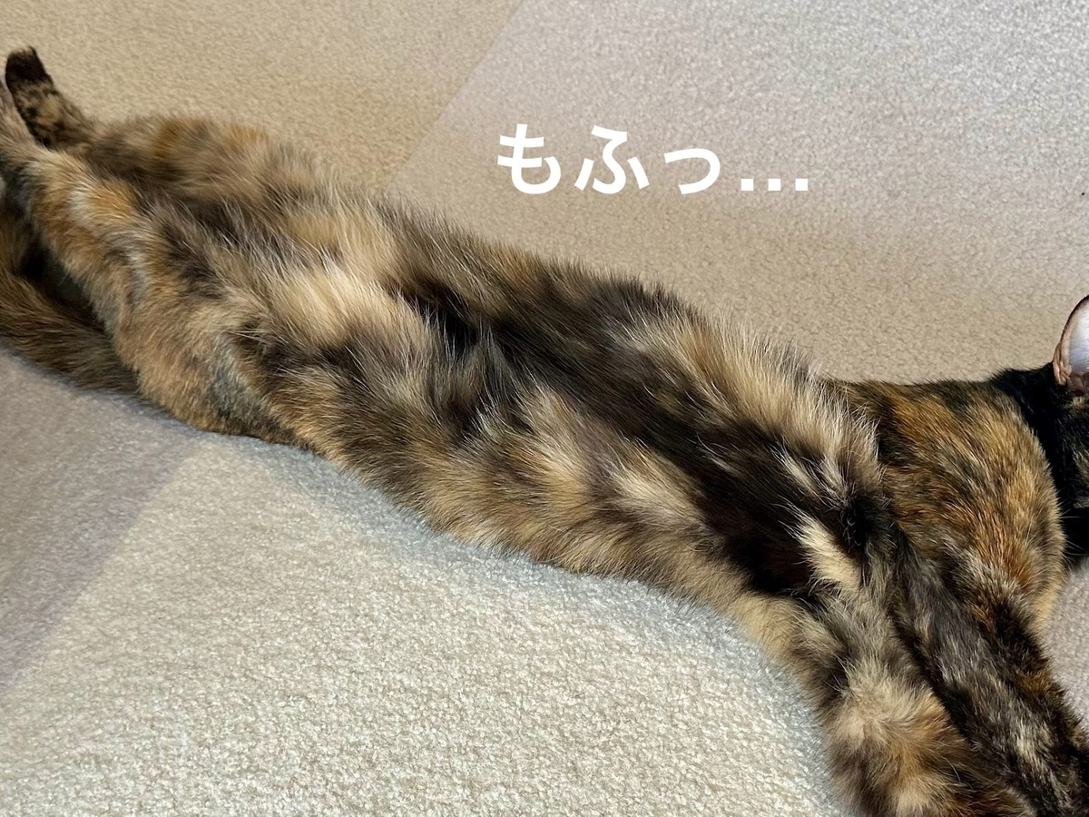 お腹のもふもふ